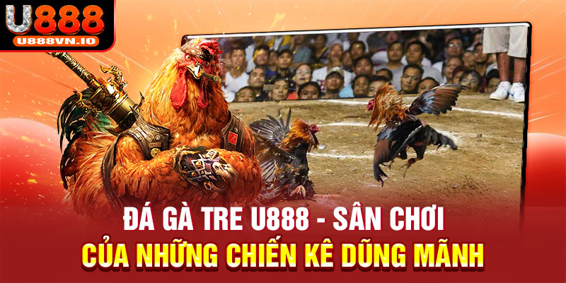 Đá Gà Tre U888 - Sân Chơi Của Những Chiến Kê Dũng Mãnh