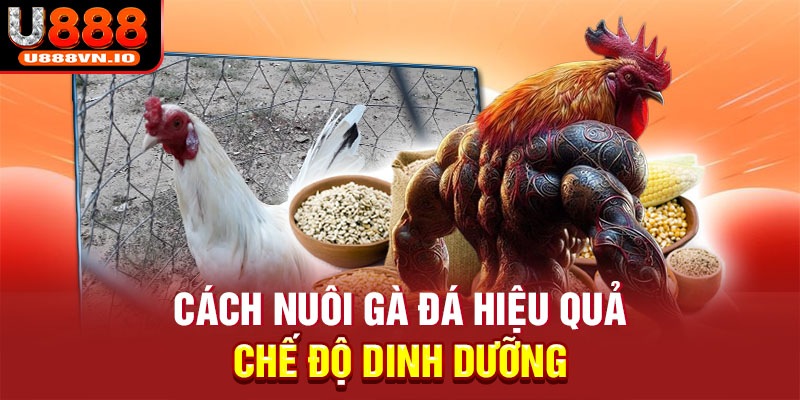 Cách nuôi gà đá hiệu quả - Chế độ dinh dưỡng