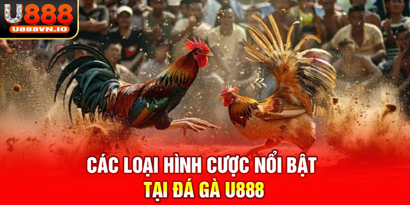 Các loại hình cược nổi bật tại đá gà U888