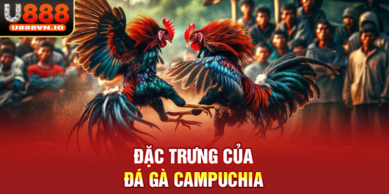 Đặc trưng của đá gà Campuchia