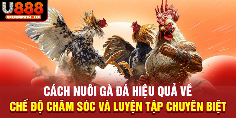 Cách nuôi gà đá hiệu quả về chế độ chăm sóc và luyện tập chuyên biệt