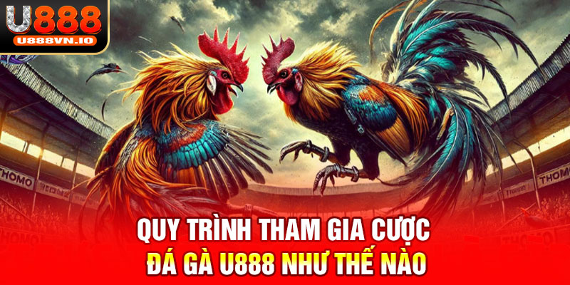 Quy trình tham gia cược đá gà U888 như thế nào