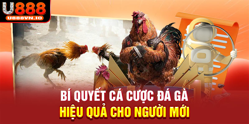 Bí quyết cá cược đá gà hiệu quả cho người mới