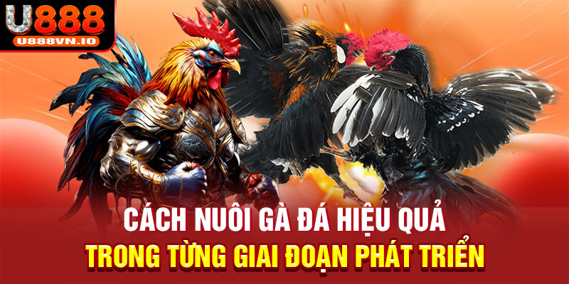 Cách nuôi gà đá hiệu quả trong từng giai đoạn phát triển