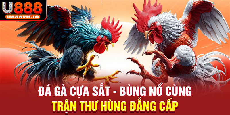 Đá Gà Cựa Sắt - Bùng Nổ Cùng Những Trận Thư Hùng Đẳng Cấp