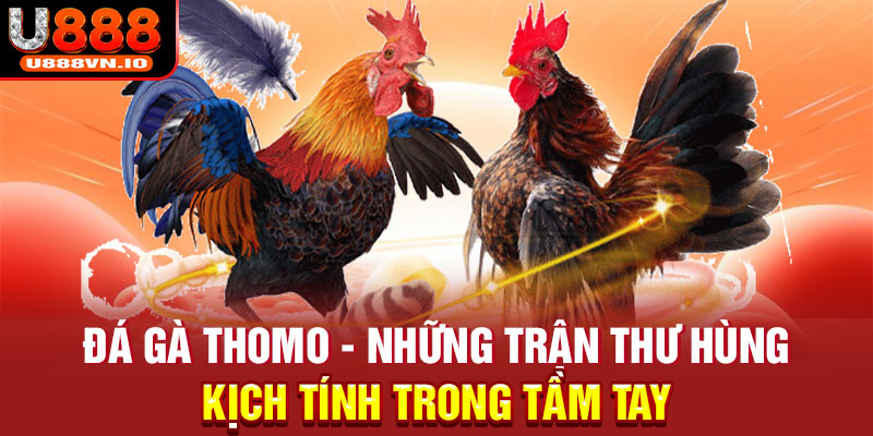 Đá Gà Thomo - Những Trận Thư Hùng Kịch Tính Trong Tầm Tay